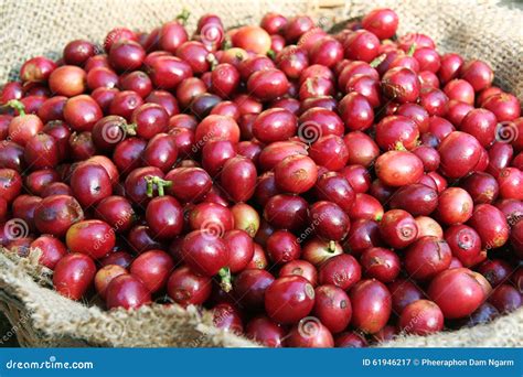 Cherry bean coffee stock image. Image of coffee, cherry - 61946217