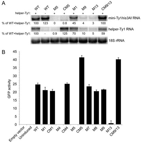 Structure-Function Model for Kissing Loop Interactions That Initiate ...