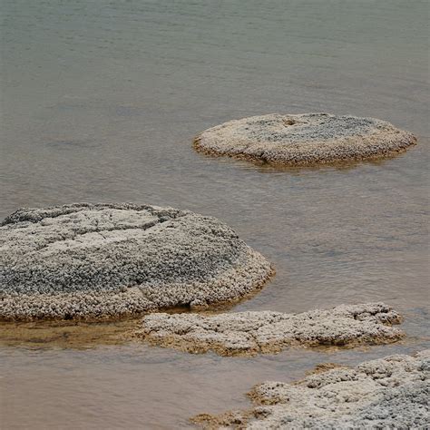 Biotic Component – Seamap Australia