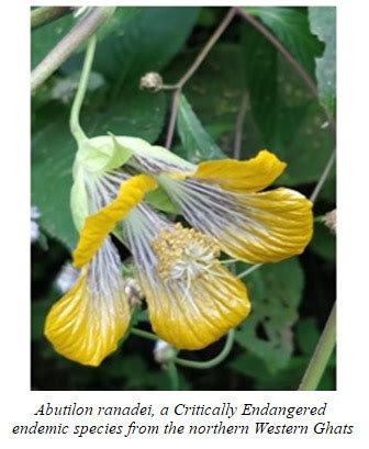 Study of flowering plant endemism of Northern Western Ghats highlights ...