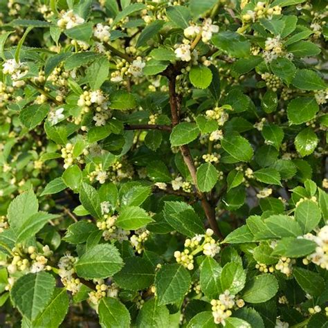 Berry Poppins Winterberry Winterberry Holly