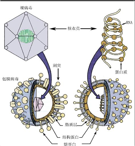 病毒感染人体的过程和免疫系统的应对方式 - 知乎