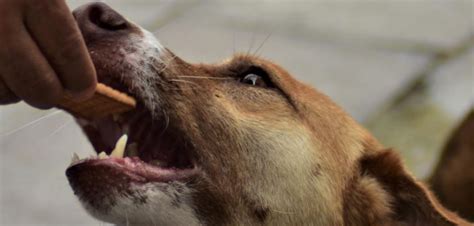 Indian Street Dogs: A Feeder's view | The India Forum