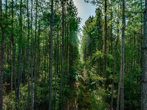 94 Acres of Recreational Land for Sale in Loris, South Carolina ...