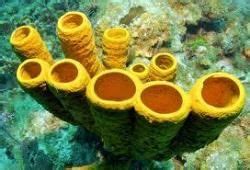 Phylum – Porifera - Class 11 PDF Download