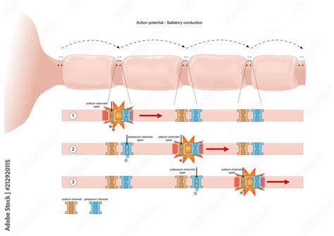 Saltatory Conduction Animation 的图像结果