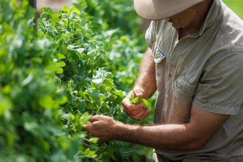 Image result for Horticulture Tips