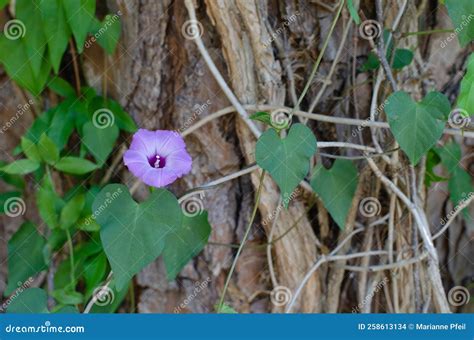 Morning Glory Vine Climbing a Pine Tree Stock Photo - Image of blossom ...