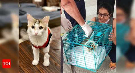 Cat that went missing at Delhi Airport reunited with family after four ...