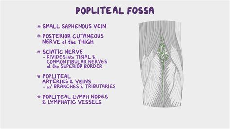 Popliteal Lymph Nodes