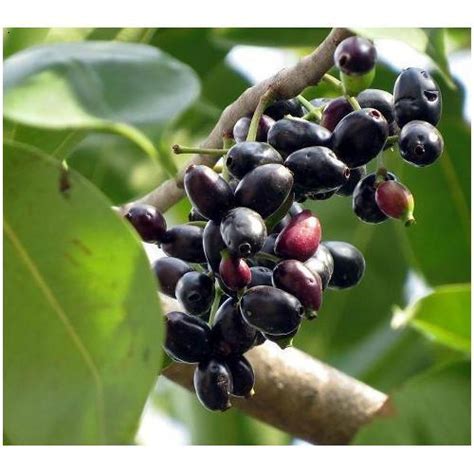 Grow Your Own Delicious Fruit | Java Plum (Jamun) Tree - Syzygium cumi ...