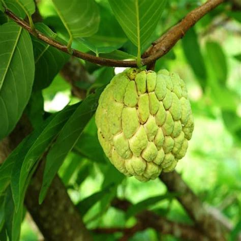 Custard Apple plant for sale | Buy Gold Custard Apple tree | Custard A ...