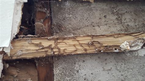 are these mud tunnels from termites or carpenter ants? - Home ...