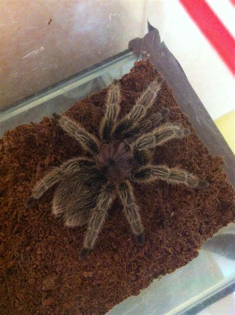 my rose hair | Rose hair, Spider, Hair