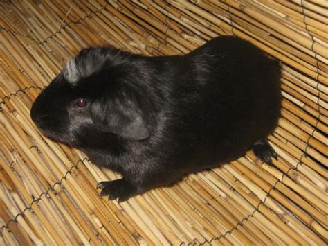 CUY Riesnemeerschweinchen XXL Meerschweinchen Züchtbock in ...