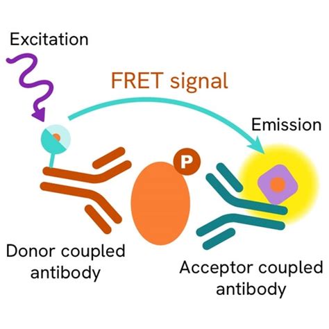 HTRF Human Phospho-STAT3 (Tyr705) Detection Kit, 96 Assay Points | Revvity