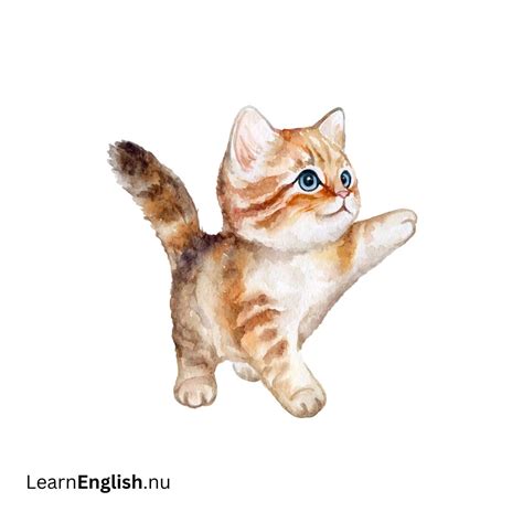 Animals in Spanish - learn spanish