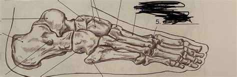 Image result for Toe Lateral View