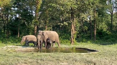 Viral video shows a group of elephants cooling off in water hole made ...