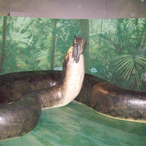 Titanoboa Still Exist