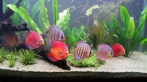 Rezultat imagine pentru Discus Tank Setup