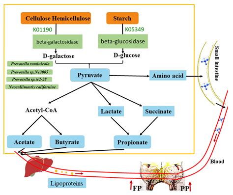 Identification of the Potential Role of the Rumen Microbiome in Milk ...
