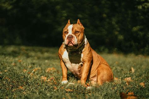 Buy American Bully Pocket Size Puppy in Dr. B.R. Ambedkar Konaseema ...