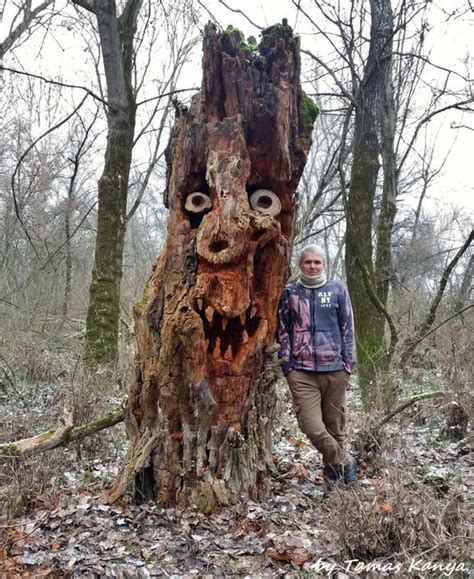 Image result for Treebeard ENT House