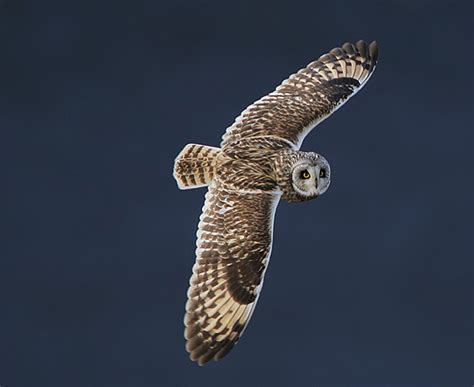 Bird Quizzes - Falcons, Owls and Swifts