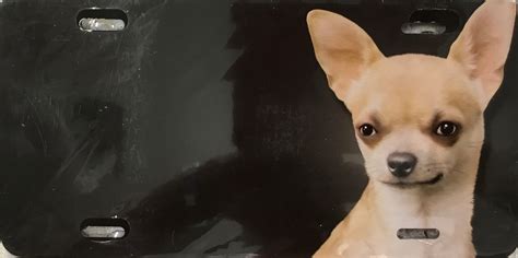 Chihuahua License Plate – Salty Paws