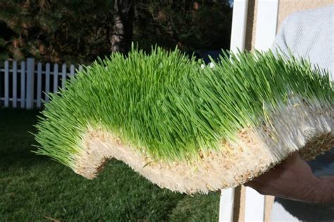 Image result for Expendable Fodder