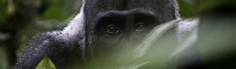 VIRUNGA AMANI TOURS AND TRAVEL (2026) All You Need to Know BEFORE You ...