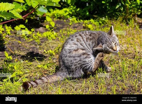 Cat Back Scratching 的图像结果