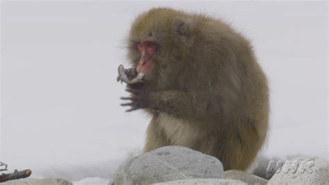 Snow Monkey Diet