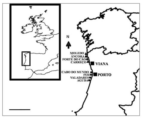 Diversity | Special Issue : Biodiversity of Macroalgae