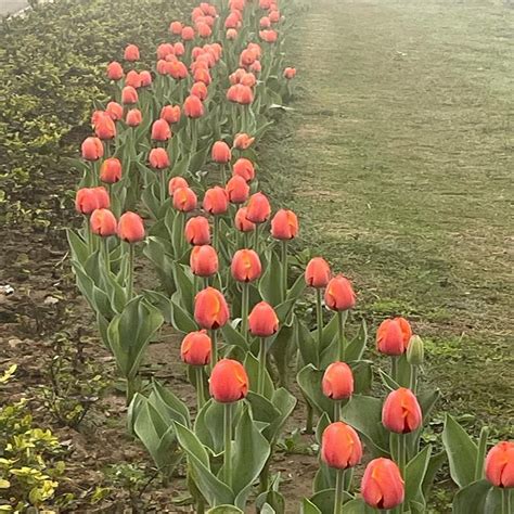 Mughal Garden के फूलों से नहीं हटेंगी नज़रें, देखें दिल खुश करने वाली ...