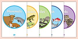 Animal Groups Posters with Photos - Types of Animals