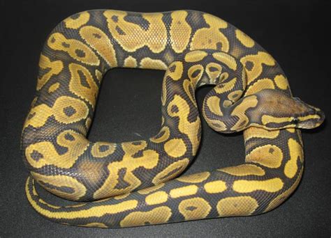 Image result for Spider True Ghost Ball Python