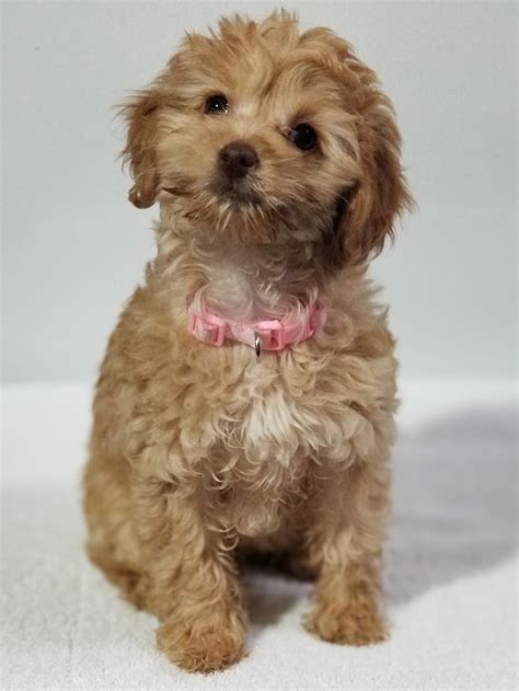 Mini Dogs to Adopt 的图像结果