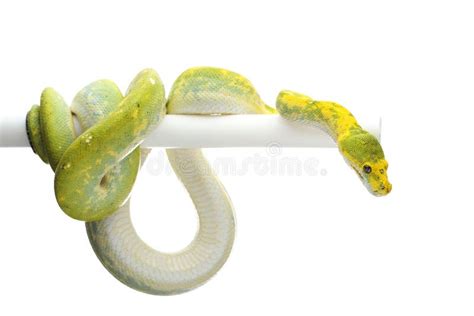 Image result for Green Tree Python White Background