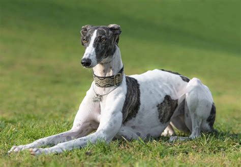 About the Breed: Greyhound - Highland Canine: Professional Dog Training ...