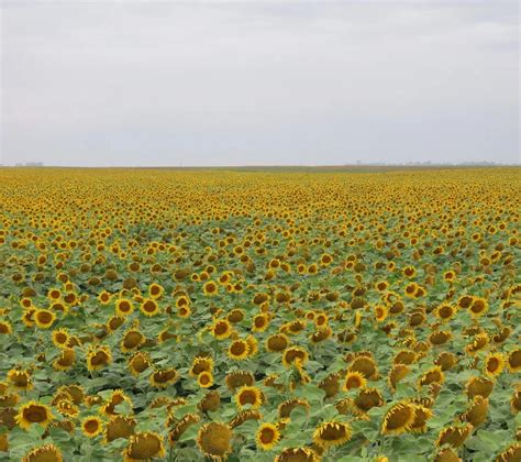 All Auction Sales | Pifer's Auction & Realty