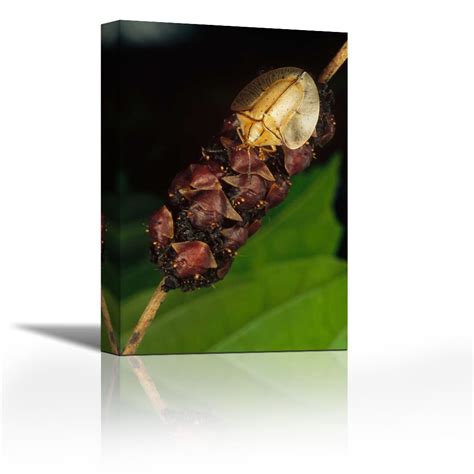 Karmakara Tortoise Beetle mother shields her young, Panama - Fine Art ...