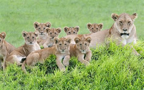 狮子为什么是群居动物？科学家用40年研究了5000只狮子才找到答案_狮群