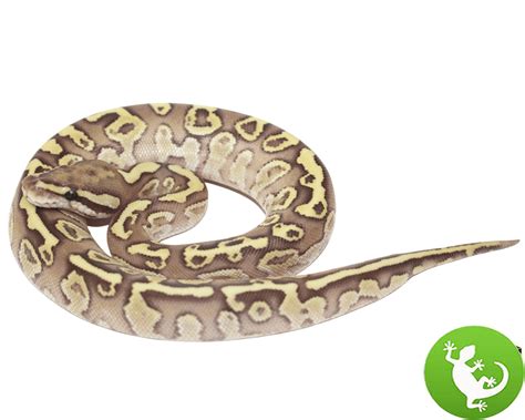 Image result for Female Lesser Ball Python