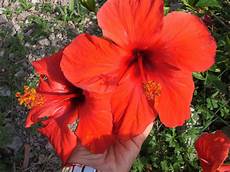 fiori da scaricare antivirus immagini di fiori siretfola tk fiori da scaricare antivirus immagini di fiori siretfola tk