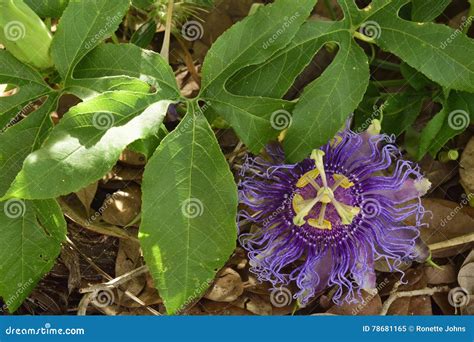 Maypop Purple Passion Flower Stock Image - Image of tropical, wild ...