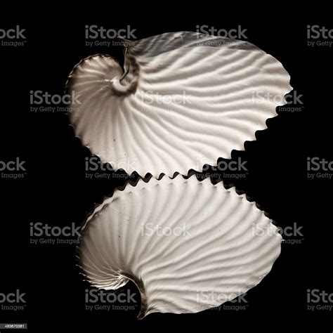 Octopus Shell 的图像结果