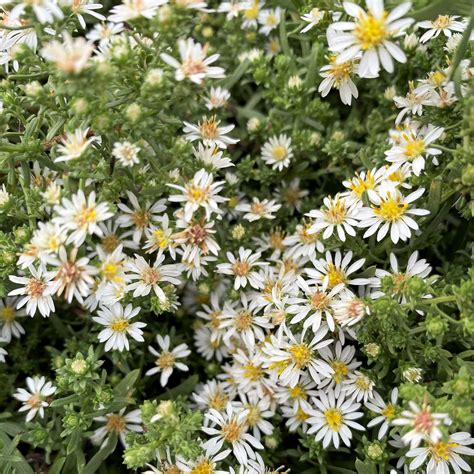 Aster ericoides 'Snow Flurry' (Heath Aster) - Cavano's Perennials