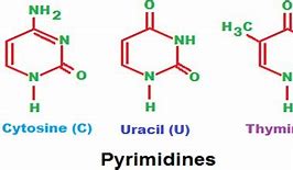Image result for pyrimidine